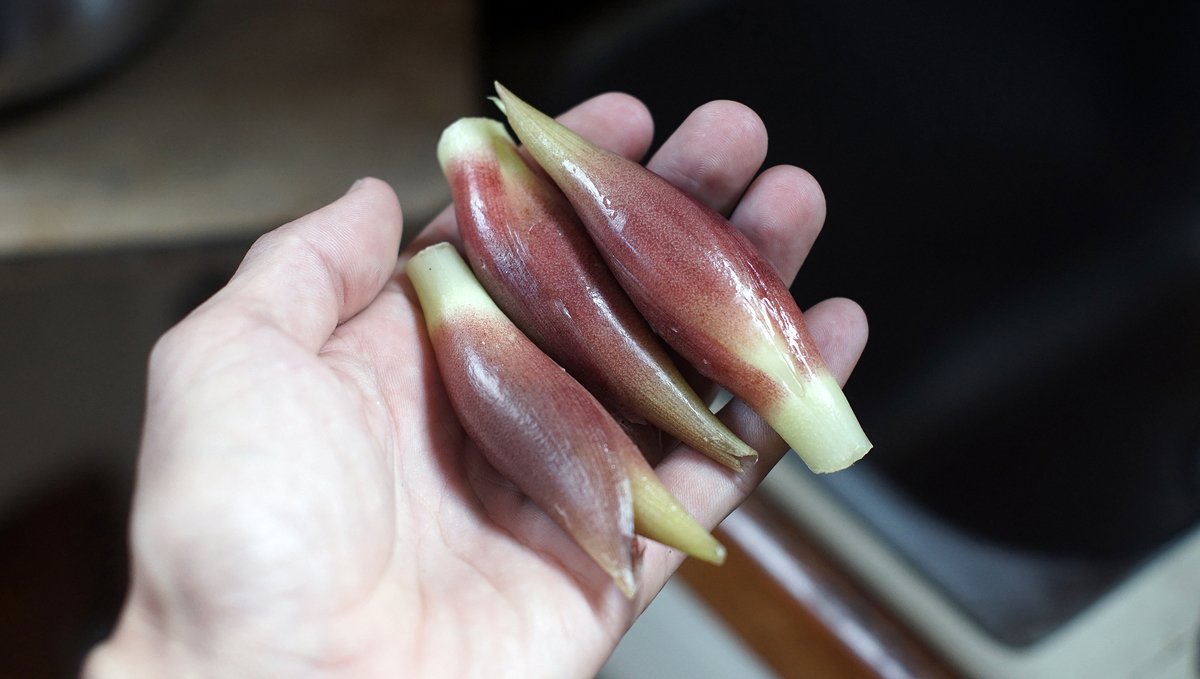 Myoga, Japanese ginger