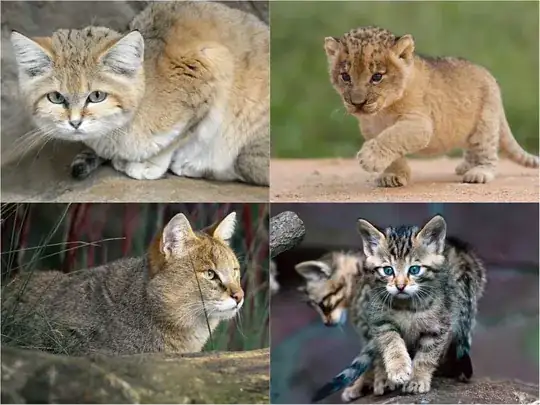 Which is a domestic house cat?