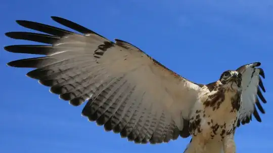 Red-tailed Hawk Buteo jamaicensis, captive bird, Bacara, Santa Barbara, California.