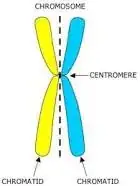 Chromosomes - duplicated chromatids attached at the centromere