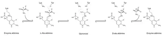 pyridoxal phosphate catalysed racemization