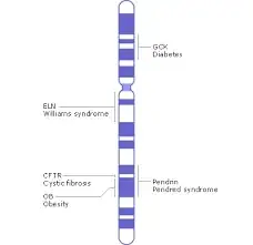 simple chromosome
