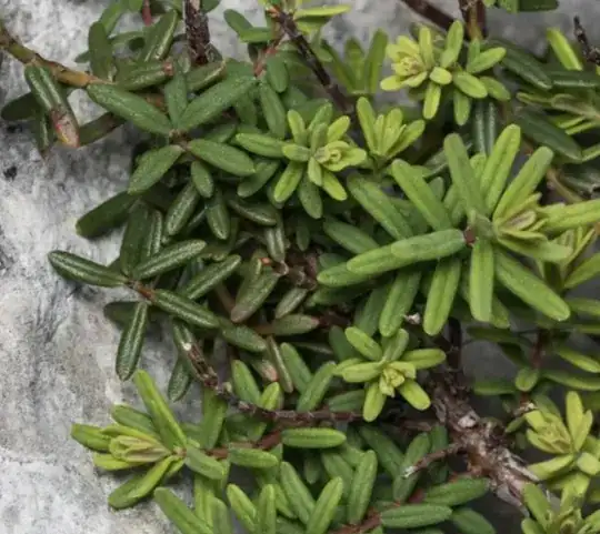 leaves of Hypericum empetrifolium