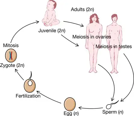 ploidy in sexual reproduction
