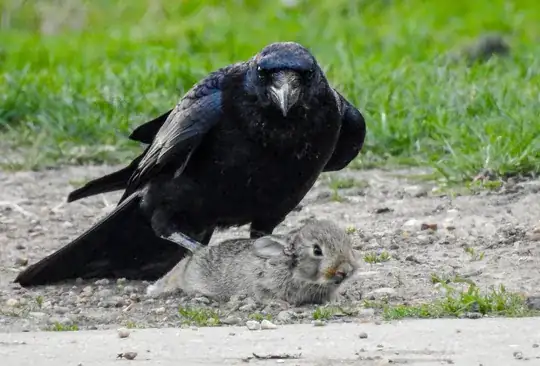 Crow v Rabbit 3