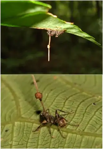 The *O. unilateralis* fungus extending soma stalks and fruting heads from the bodies of dead ants