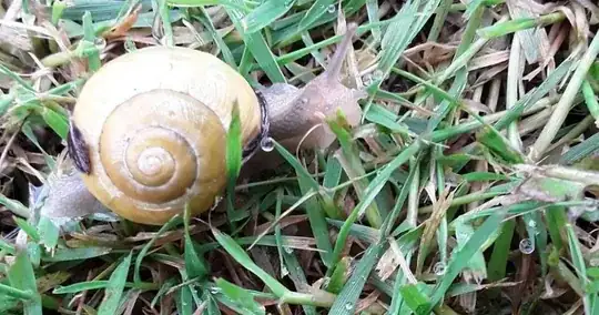 Snail photo-2