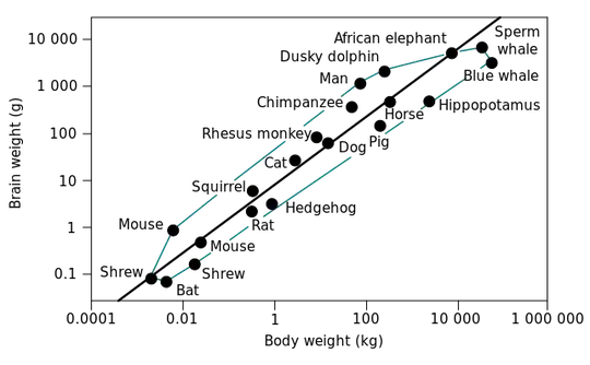 Brain-body mass ratio for some animals