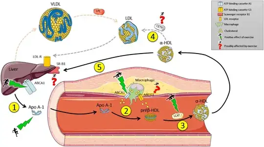 reverse cholesterol transport
