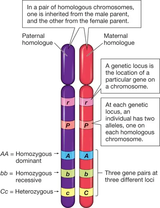 Homologous chromosomes here