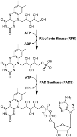 fad biosynthesis
