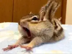 Bikke the Chipmunk Yawning and Stretching
