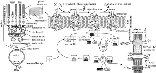 Protein conform mechanism