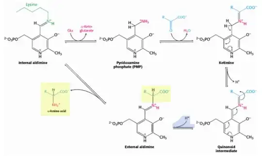 Mechanism of Action of Aminotransferases