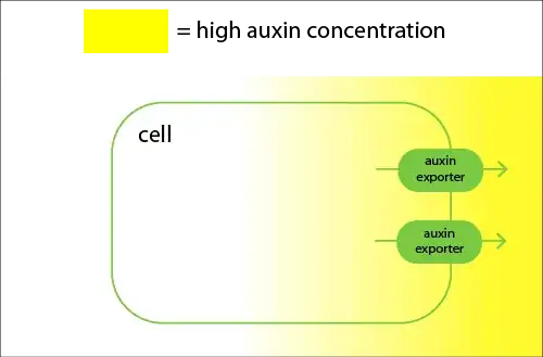 cells export auxin more on the side which has the highest auxin concentration