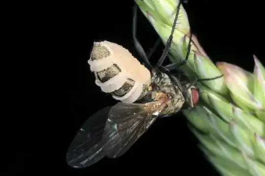 picture from Bugguide.net