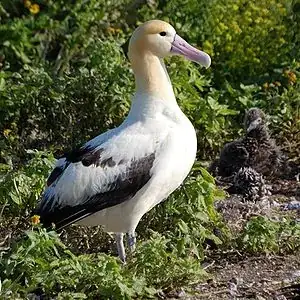 albatross