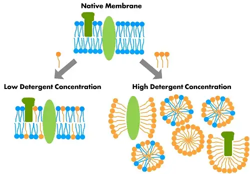 detergents and lipids