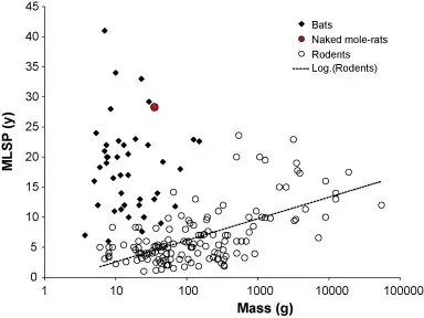 Naked mole rat lifespan vs body mass