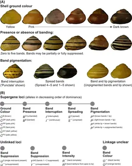 Identification markers