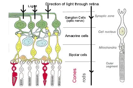 Rods and Cones