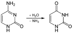 cytosine deamination