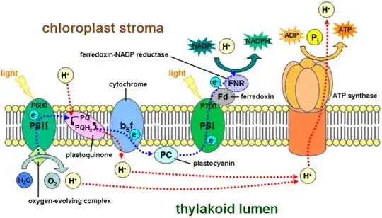 light-dependent reactions of photosynthesis