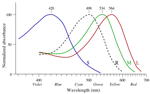 Cone and rod wavelength sensitivities.