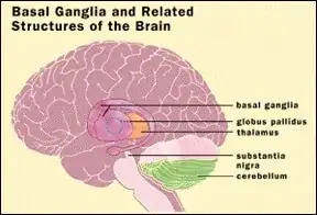 basal ganglia (source: Wikipedia)
