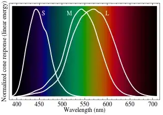 frequency responses of different cone cells