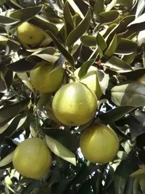 green oranges on the tree