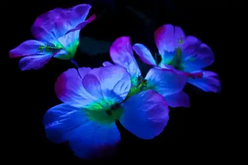 Glow in the dark flowers
