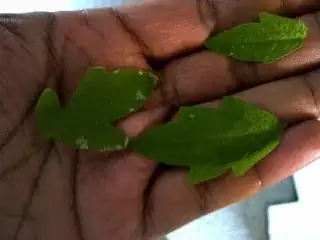 The three infected leaves The three infected leaves