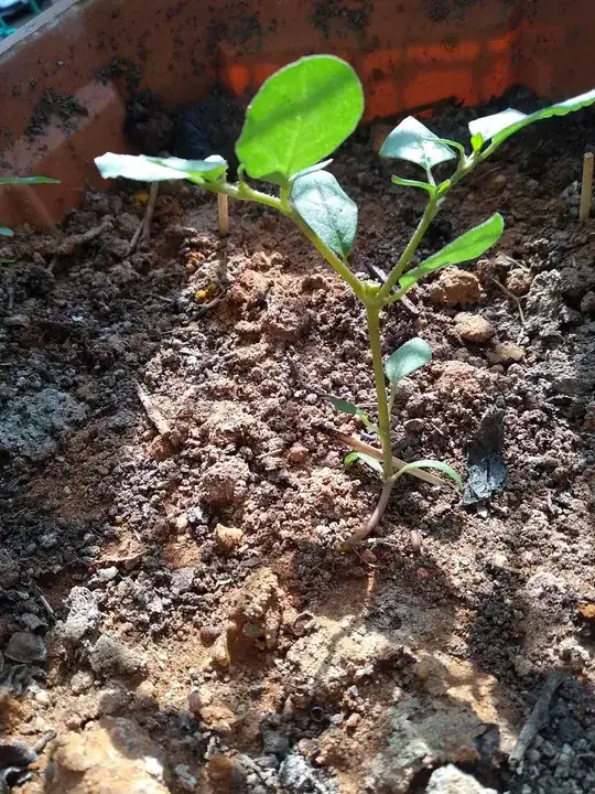 Golden Duranta Plant