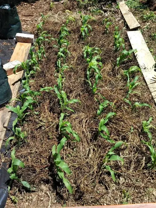Using the bindweed as a mulch