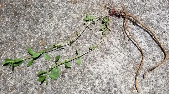 extracted plant showing root system