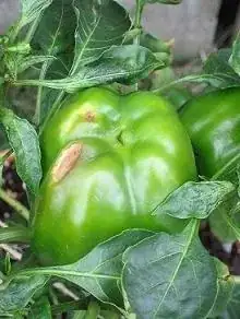 pepper rot picture 2