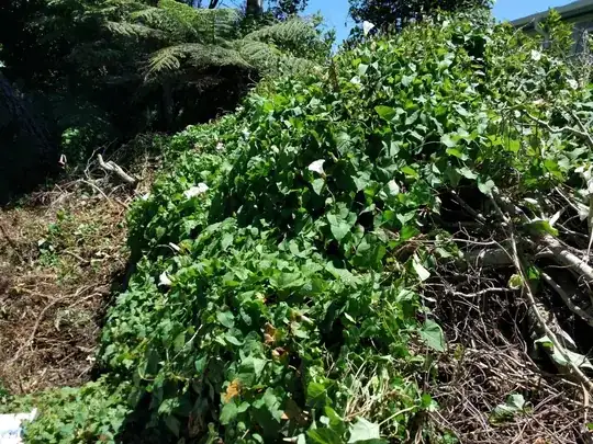 bindweed over growing the wood pile