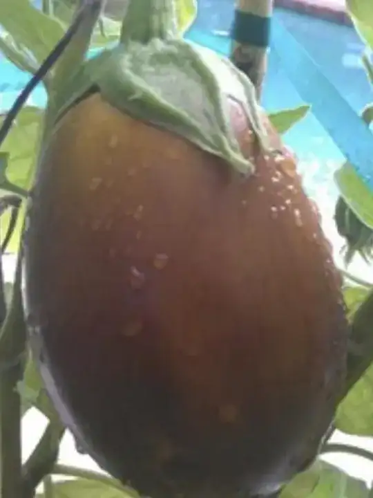 brown eggplant