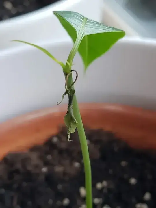 Dry leaves falling off