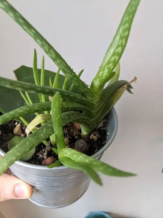 Side view shows it's all on one "plan" / "side"