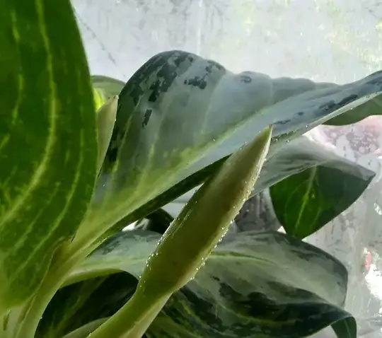 aglaonema with sap secreted from pod