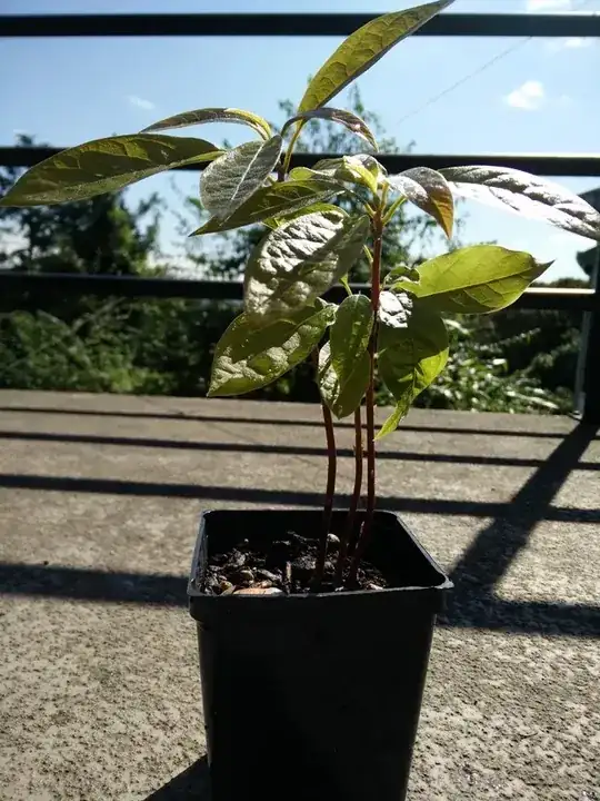 an avocado pit with multiple sprouts