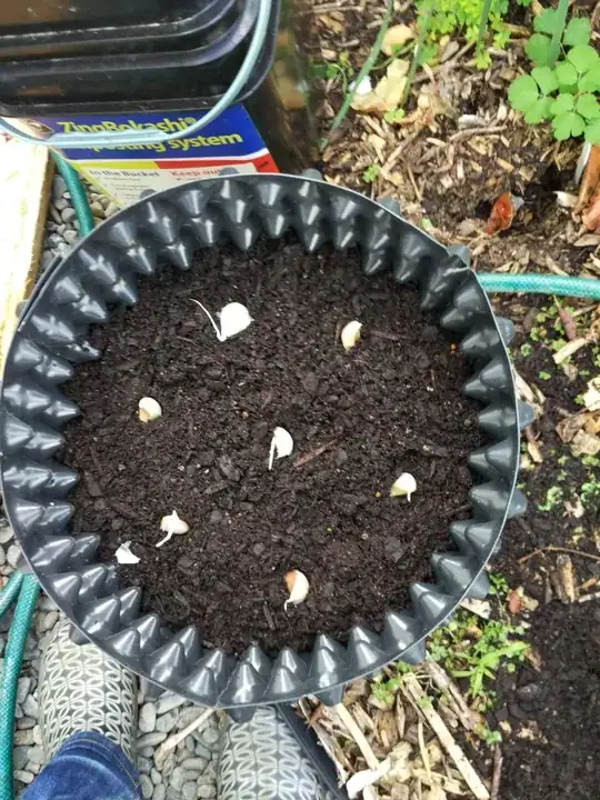 garlic in air pots