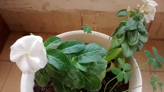 white powder on leaves of indoor plant