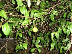 Photo by brucevt1218 on flickr www.flickr.com/photos/45055463@N02/