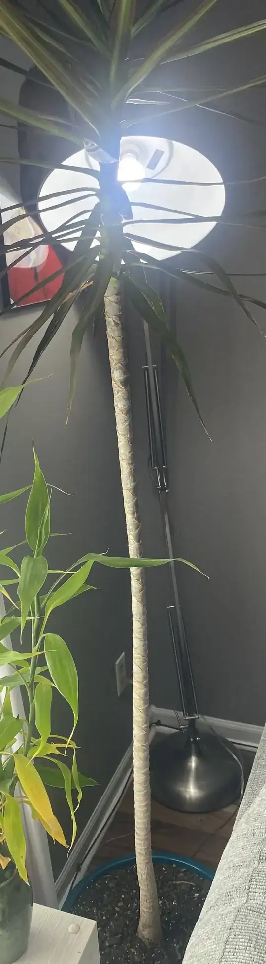 Plant with tall, thin trunk and leaves at height. 