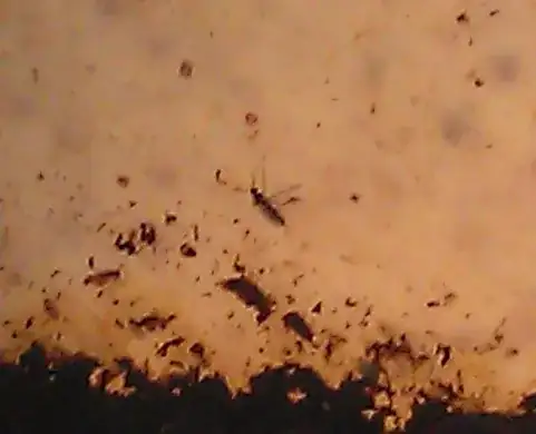 One of the bugs sat on the pot by the soil line