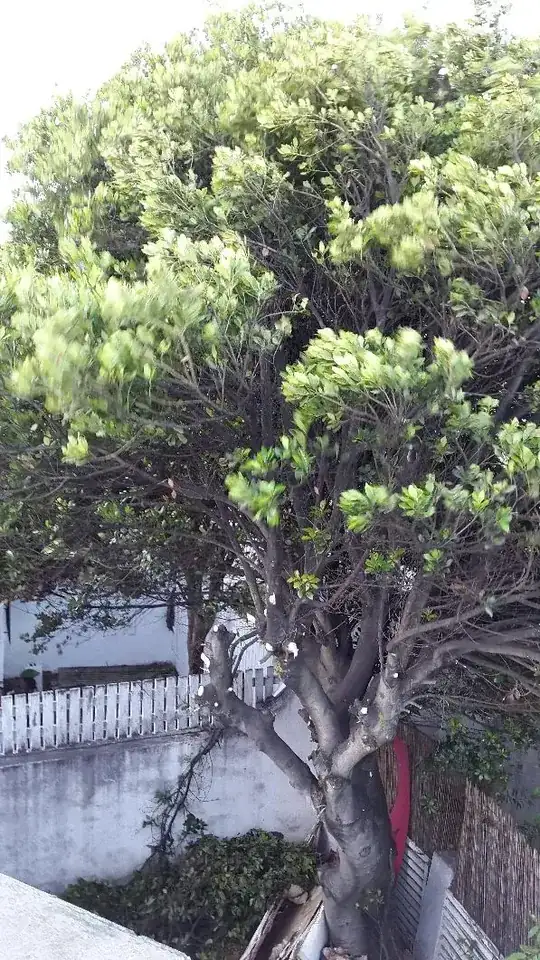 View from my roof (bamboo fence behind is 2m tall)