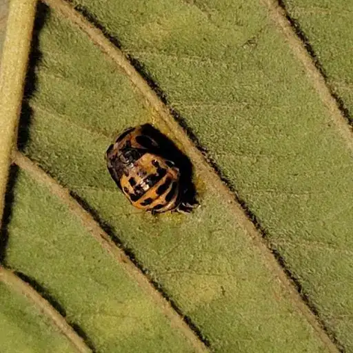 Black and yellow striped beetle